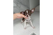 $250 : Chihuahua teacup puppies ❤️ thumbnail