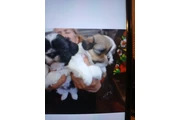 $300 : Zhitzu  puppys thumbnail