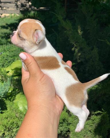 $250 : Chihuahua puppies for sale image 4