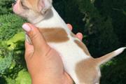 $250 : Chihuahua puppies for sale thumbnail