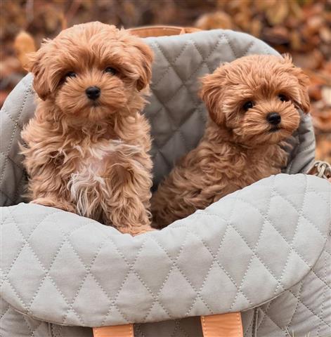 $400 : Cachorros de Maltipoo image 1