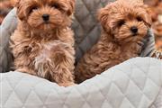 Cachorros de Maltipoo en Miami