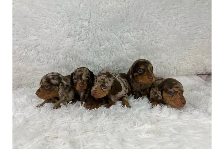 $300 : Adorable Miniature Dachshund image 4