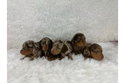 $300 : Adorable Miniature Dachshund thumbnail