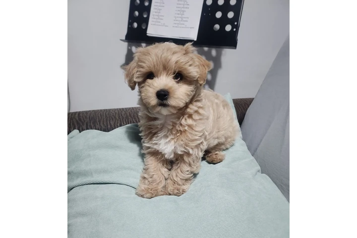 $550 : Maltipoo puppies image 2