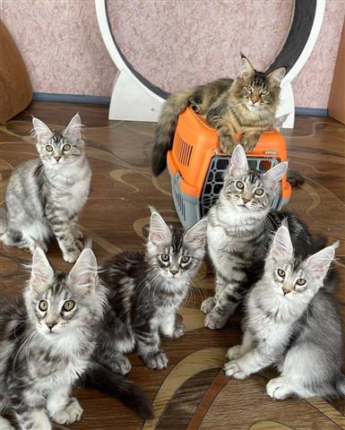 pedigree Maine Coon kittens image 2