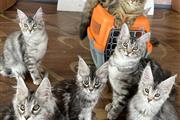 pedigree Maine Coon kittens thumbnail