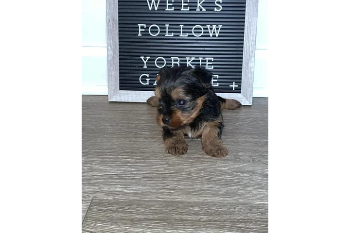 $350 : Cachorros yorkie taza de té image 2
