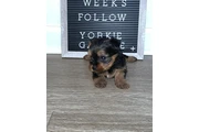 $350 : Cachorros yorkie taza de té thumbnail