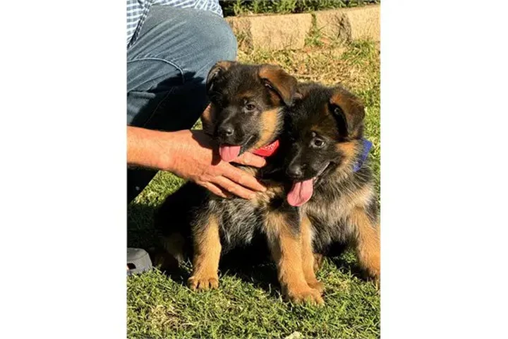 $350 : Cachorros de pastor alemán AKC image 1