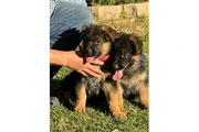 $350 : Cachorros de pastor alemán AKC thumbnail