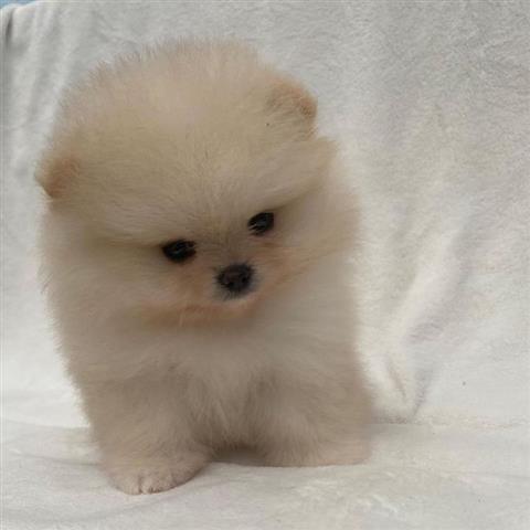 $500 : Teacup Pomeranian puppies image 5