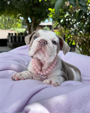 $350 : BULLDOG INGLÉS EN VENTA image 1