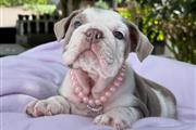 BULLDOG INGLÉS EN VENTA en Greenville