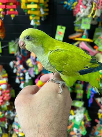 $300 : MARY Quaker parrots image 6