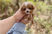 Maltipoo