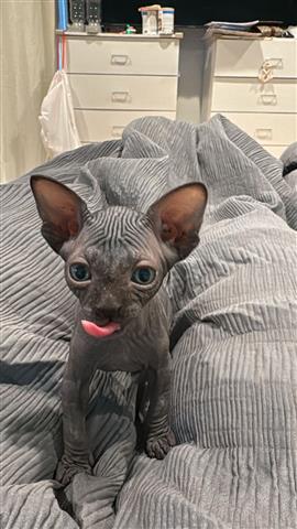 $2500 : Sphynx Cat image 1