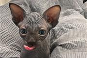 Sphynx Cat en Elizabeth