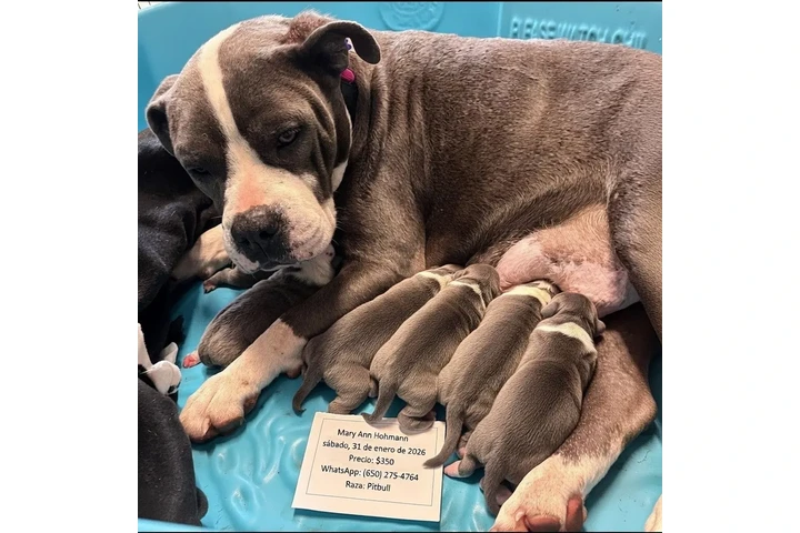 $350 : Cachorros de pitbull image 1