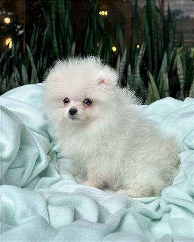 $350 : Cachorrito Pomerania image 2