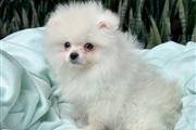 $350 : Cachorrito Pomerania thumbnail