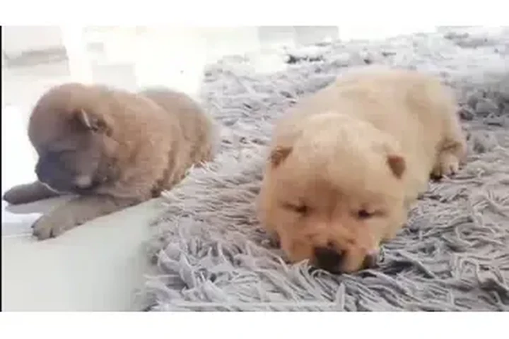 $1500000 : PERRO CHOW CHOW image 9