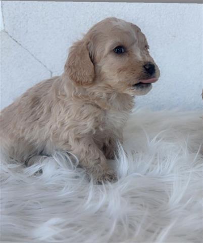 $450 : Perritos Maltipoo image 2