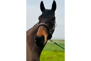 Thoroughbred Horse FOR SALE en Lexington