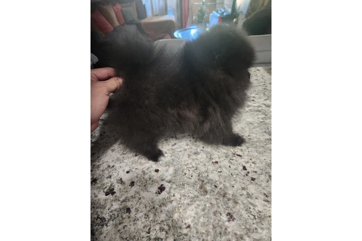 $1000 : Pomeranian Hembra image 2