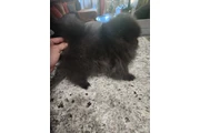 $1000 : Pomeranian Hembra thumbnail