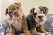 Cachorros de bulldog inglés en Los Angeles