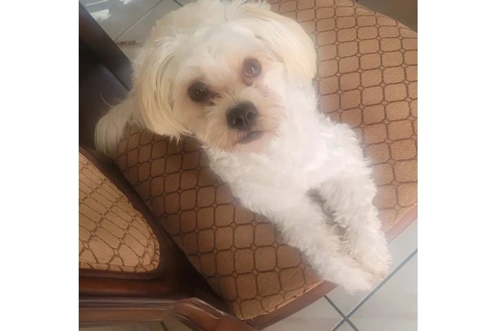 $1 : Se dan adopción mach y hembra image 1