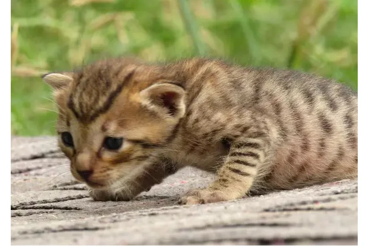 $10 : Gatitos raza savanna 🐱 image 2