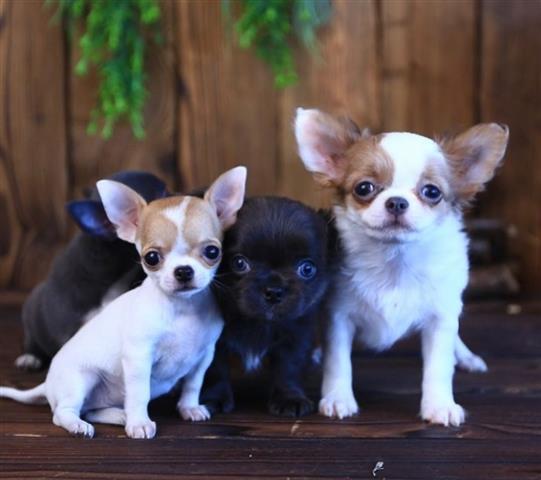 $500 : Adorable Chihuahua Puppies image 1