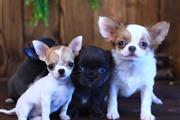 Adorable Chihuahua Puppies en Minneapolis y Saint Paul