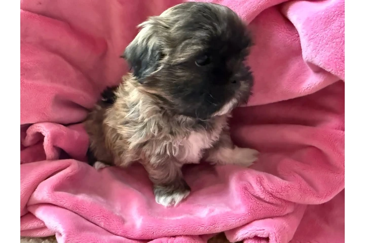 $350 : Cachorros Shihtzu en venta image 2