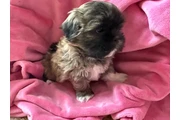 $350 : Cachorros Shihtzu en venta thumbnail