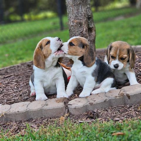 $500 : Cachorros Beagle en Adopción image 3