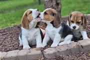 $500 : Cachorros Beagle en Adopción thumbnail