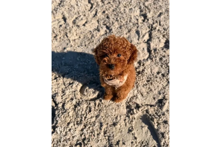$80 : Teacup Maltese image 1