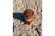 Teacup Maltese en Denver