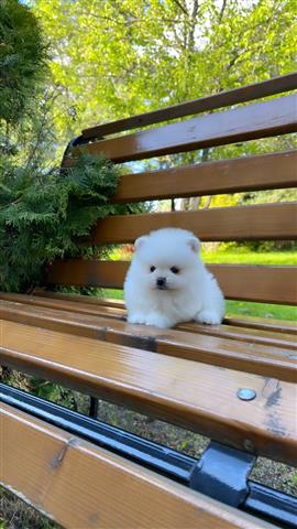 $300 : Pomeranian puppies for sale image 4