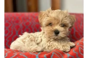 Maltipoo puppies