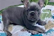 Blue French Bulldog For Sale en Bronx