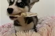 Siberian Husky Puppies en Indianapolis