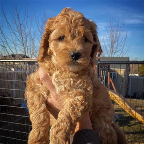 $300 : Labradoodle Puppy for Rehoming image 1