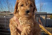 $300 : Labradoodle Puppy for Rehoming thumbnail