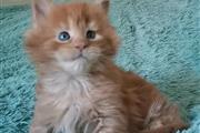 Venta de main coon en San Francisco Bay Area