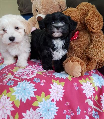 Havanese Puppies for sell image 3