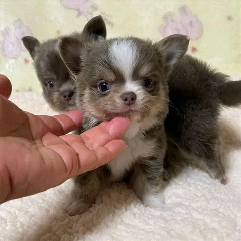 $250 : Chihuahua Puppies for sale image 1